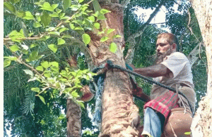আত্রাইয়ে শীতের আগমনী বার্তা-খেজুরের রসের মৌসুম শুরু